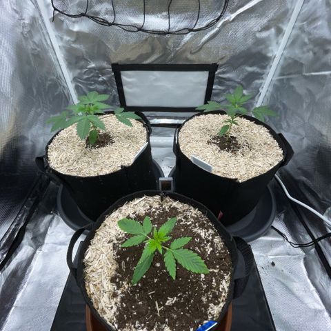 Special Kush 1 - GwJ Community Award Winning Celebration Grow Part 2 -The Price - by KilliczGe growlog timeline photo