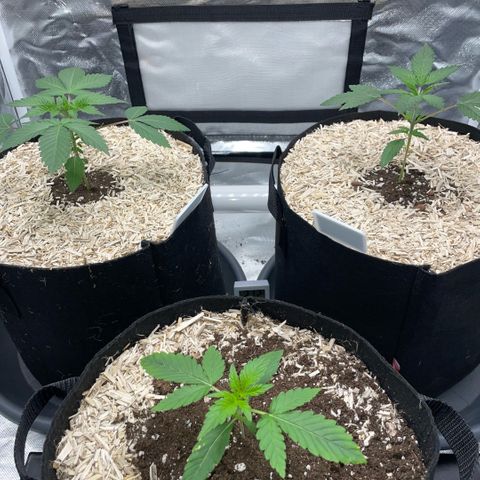 Special Kush 1 - GwJ Community Award Winning Celebration Grow Part 2 -The Price - by KilliczGe growlog timeline photo
