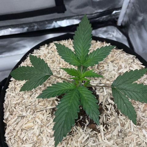 Special Kush 1 - GwJ Community Award Winning Celebration Grow Part 2 -The Price - by KilliczGe growlog timeline photo