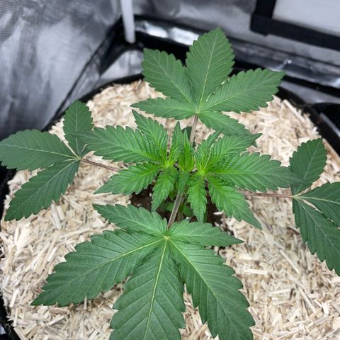 Critical Kush - GwJ Community Award Winning Celebration Grow Part 1 - The Winner - by KilliczGe growlog timeline photo
