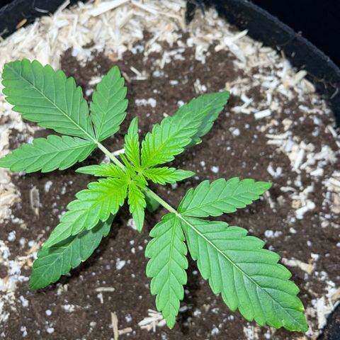 Grape Soda Auto - by KilliczGe growlog timeline photo