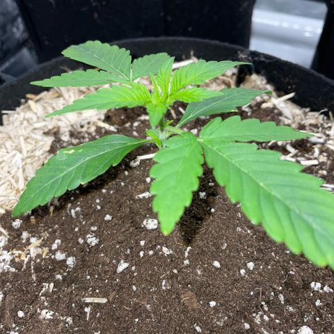 Grape Soda Auto - by KilliczGe growlog timeline photo