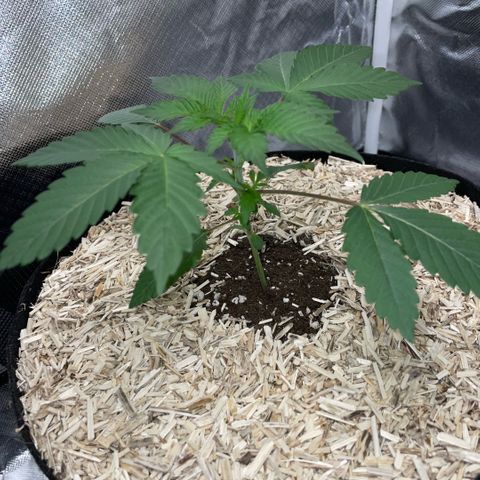 Critical Kush - GwJ Community Award Winning Celebration Grow Part 1 - The Winner - by KilliczGe growlog timeline photo