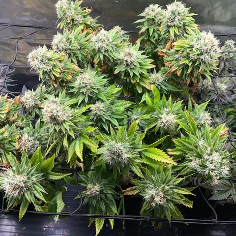 Tangerine Dream Clon #1 by KilliczGe growlog timeline photo