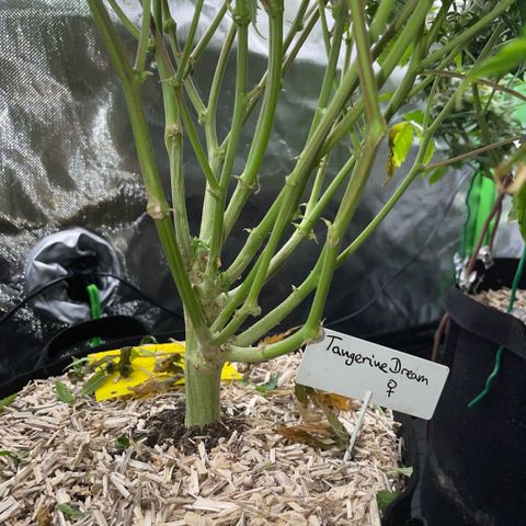 Tangerine Dream Clon #1 by KilliczGe growlog timeline photo