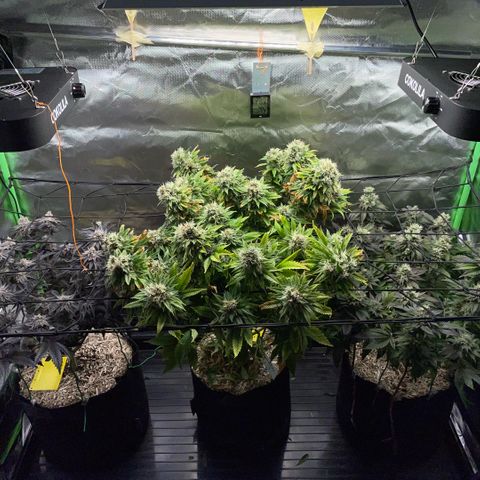 Dante’s Inferno - Mile High Dave by KilliczGe growlog timeline photo