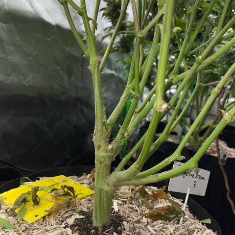 Tangerine Dream Clon #1 by KilliczGe growlog timeline photo
