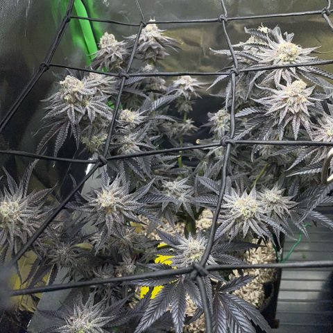 Dante’s Inferno - Mile High Dave by KilliczGe growlog timeline photo