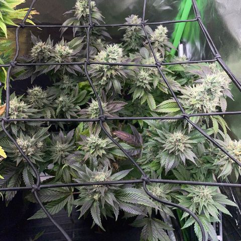 Big Bud 1 Klon 1 by KilliczGe growlog timeline photo