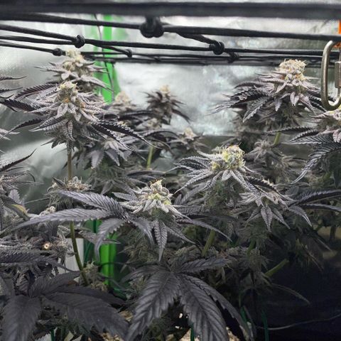 Dante’s Inferno - Mile High Dave by KilliczGe growlog timeline photo