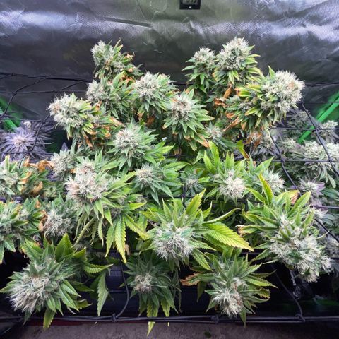 Tangerine Dream Clon #1 by KilliczGe growlog timeline photo