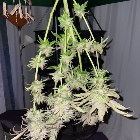 Permanent Marker 1 Klon 1 by KilliczGe growlog timeline photo