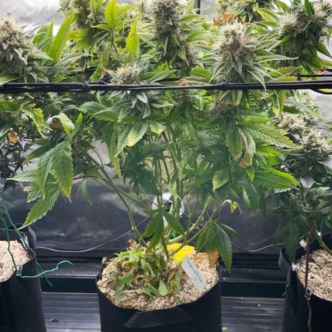 Tangerine Dream Clon #1 by KilliczGe growlog timeline photo