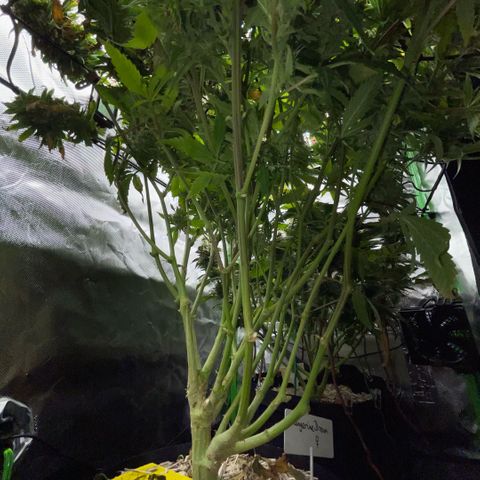 Tangerine Dream Clon #1 by KilliczGe growlog timeline photo
