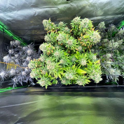 Dante’s Inferno - Mile High Dave by KilliczGe growlog timeline photo