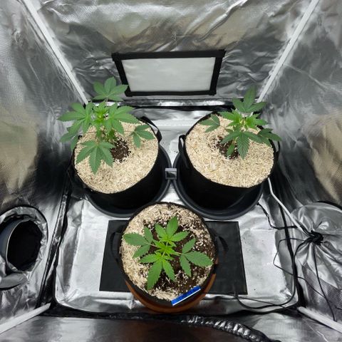 Special Kush 1 - GwJ Community Award Winning Celebration Grow Part 2 -The Price - by KilliczGe growlog timeline photo