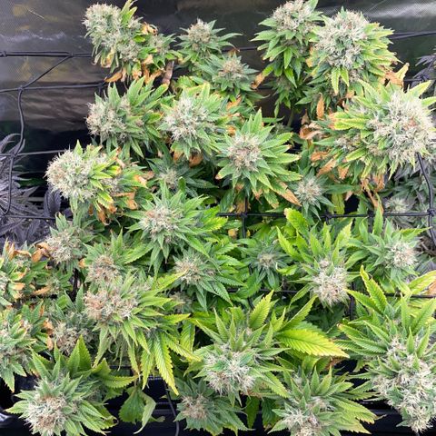 Tangerine Dream Clon #1 by KilliczGe growlog timeline photo