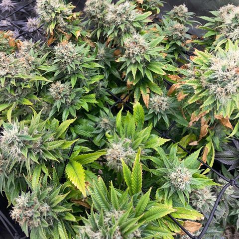 Tangerine Dream Clon #1 by KilliczGe growlog timeline photo