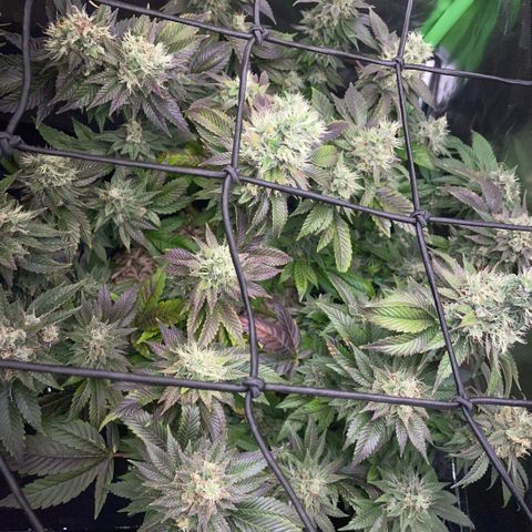 Big Bud 1 Klon 1 by KilliczGe growlog timeline photo