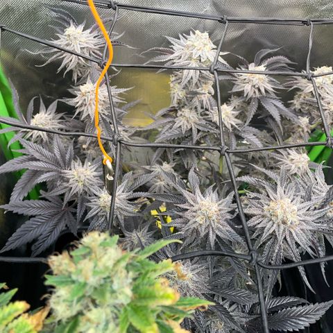 Dante’s Inferno - Mile High Dave by KilliczGe growlog timeline photo