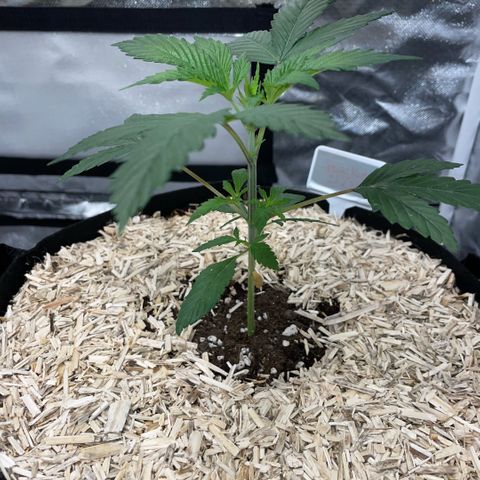 Special Kush 1 - GwJ Community Award Winning Celebration Grow Part 2 -The Price - by KilliczGe growlog timeline photo