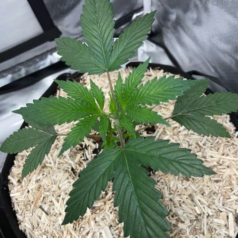 Special Kush 1 - GwJ Community Award Winning Celebration Grow Part 2 -The Price - by KilliczGe growlog timeline photo