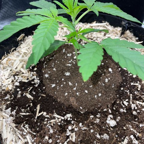 Grape Soda Auto - by KilliczGe growlog timeline photo