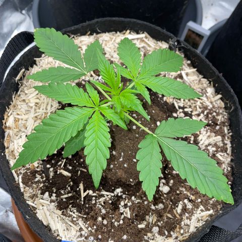 Grape Soda Auto - by KilliczGe growlog timeline photo