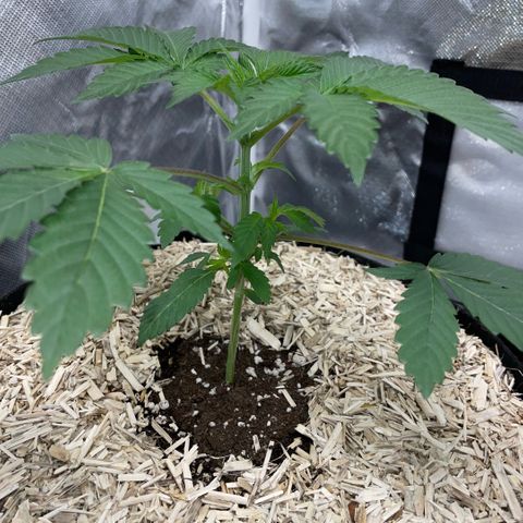 Critical Kush - GwJ Community Award Winning Celebration Grow Part 1 - The Winner - by KilliczGe growlog timeline photo