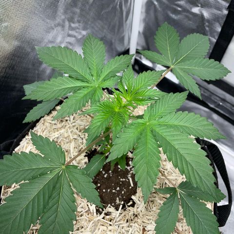 Critical Kush - GwJ Community Award Winning Celebration Grow Part 1 - The Winner - by KilliczGe growlog timeline photo