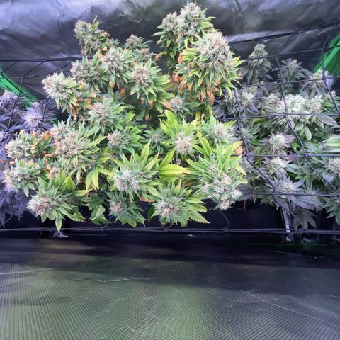 Dante’s Inferno - Mile High Dave by KilliczGe growlog timeline photo