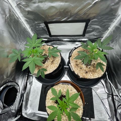Grape Soda Auto - by KilliczGe growlog timeline photo