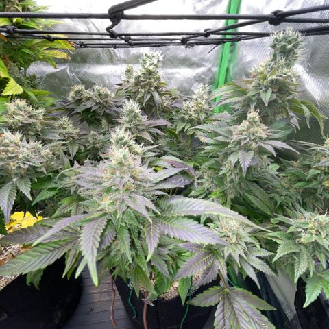 Big Bud 1 Klon 1 by KilliczGe growlog timeline photo