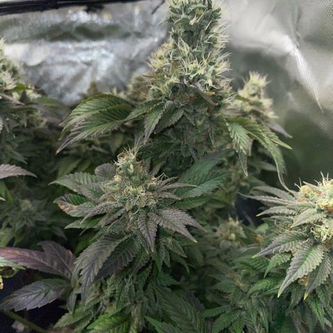 Big Bud 1 Klon 1 by KilliczGe growlog timeline photo