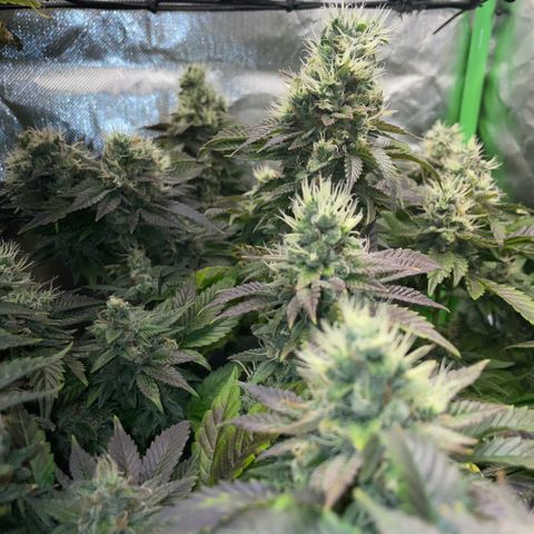 Big Bud 1 Klon 1 by KilliczGe growlog timeline photo