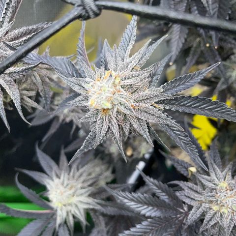 Dante’s Inferno - Mile High Dave by KilliczGe growlog timeline photo