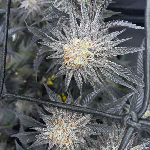 Dante’s Inferno - Mile High Dave by KilliczGe growlog timeline photo