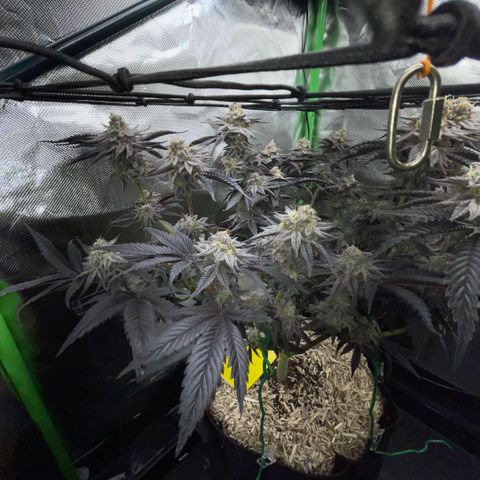 Dante’s Inferno - Mile High Dave by KilliczGe growlog timeline photo