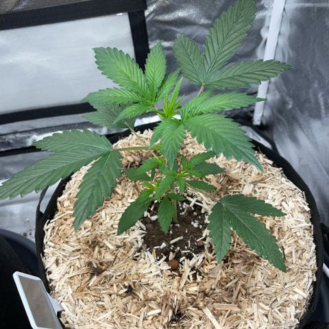 Special Kush 1 - GwJ Community Award Winning Celebration Grow Part 2 -The Price - by KilliczGe growlog timeline photo