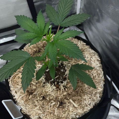 Special Kush 1 - GwJ Community Award Winning Celebration Grow Part 2 -The Price - by KilliczGe growlog timeline photo