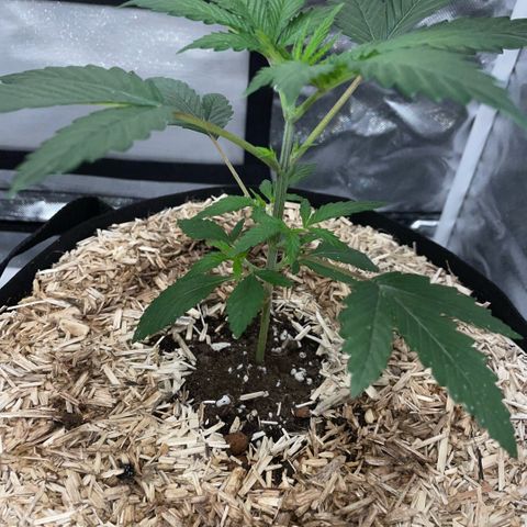 Special Kush 1 - GwJ Community Award Winning Celebration Grow Part 2 -The Price - by KilliczGe growlog timeline photo