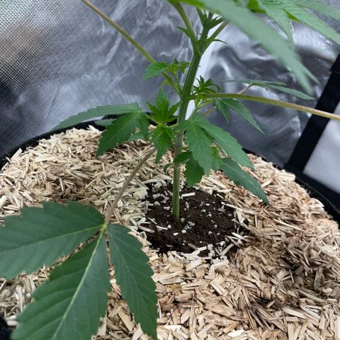 Critical Kush - GwJ Community Award Winning Celebration Grow Part 1 - The Winner - by KilliczGe growlog timeline photo