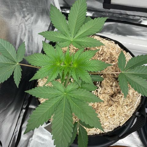 Critical Kush - GwJ Community Award Winning Celebration Grow Part 1 - The Winner - by KilliczGe growlog timeline photo