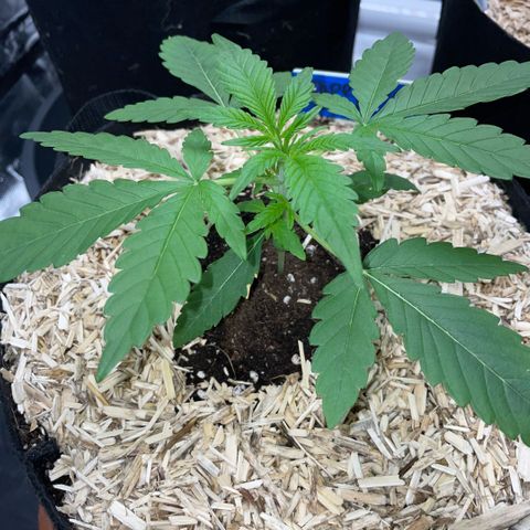 Grape Soda Auto - by KilliczGe growlog timeline photo