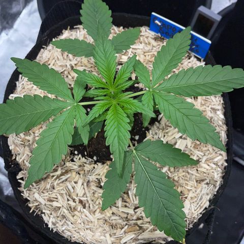 Grape Soda Auto - by KilliczGe growlog timeline photo