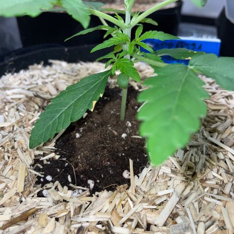 Grape Soda Auto - by KilliczGe growlog timeline photo