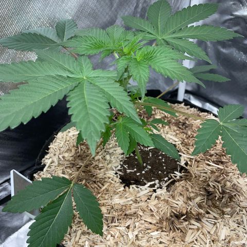 Critical Kush - GwJ Community Award Winning Celebration Grow Part 1 - The Winner - by KilliczGe growlog timeline photo
