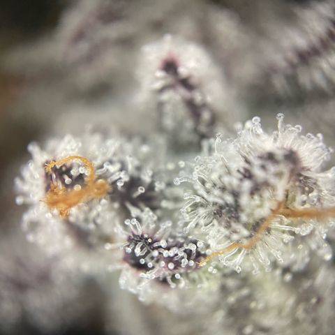 Dante’s Inferno - Mile High Dave by KilliczGe growlog timeline photo