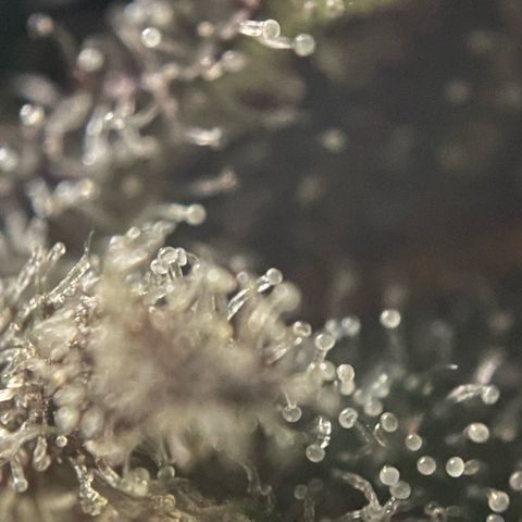 Dante’s Inferno - Mile High Dave by KilliczGe growlog timeline photo