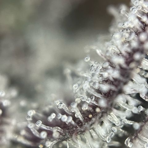 Dante’s Inferno - Mile High Dave by KilliczGe growlog timeline photo